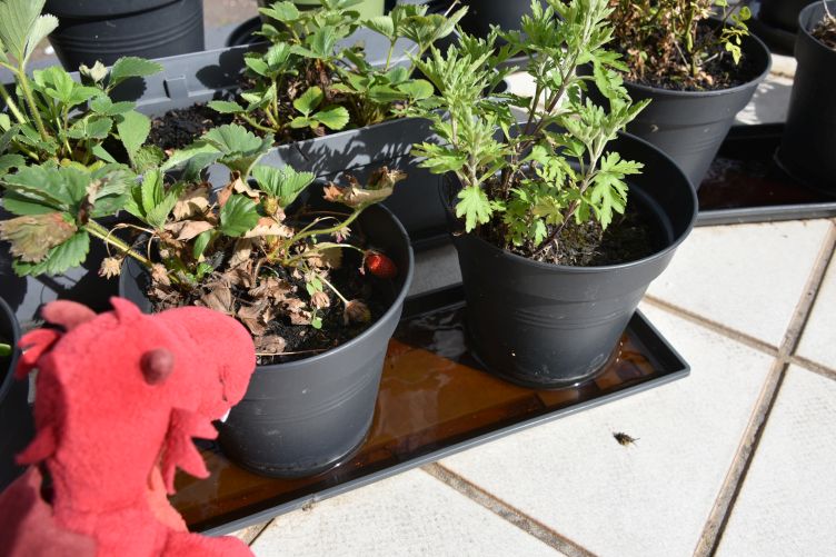 Flämmchen mit der ersten roten Erdbeere