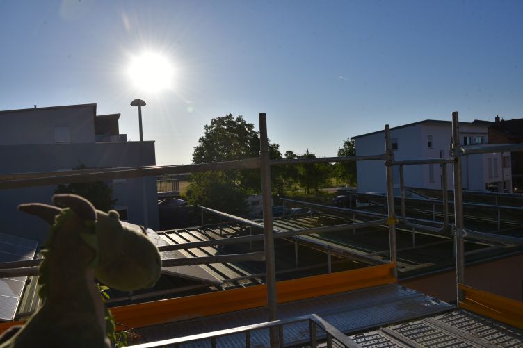 Grünling checkt das Wetter