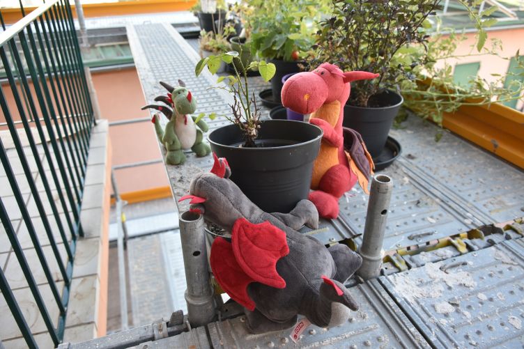 Chilli und Dracon heben Pflanzentöpfe vom Gerüst
